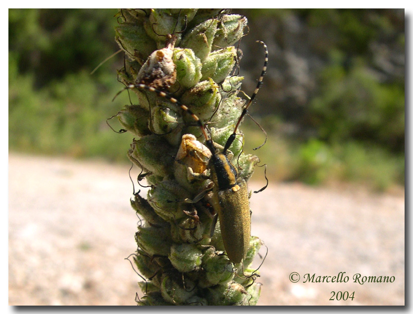 Ancora un'' Agapanthia nel forum: A. kirbyi (Cerambycidae)